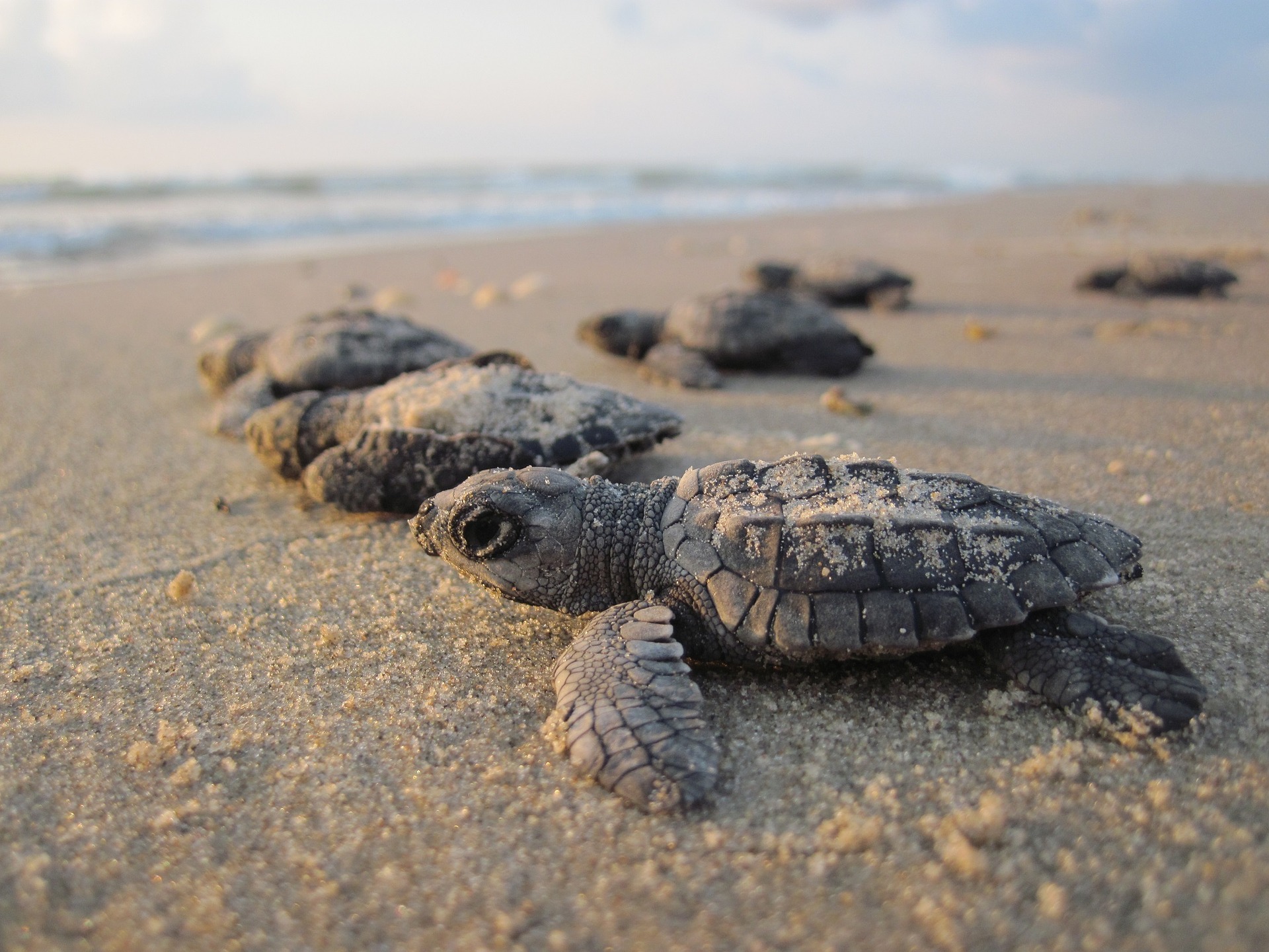 baby endangered sea turtles on Tybee Island GA